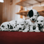 Beware of Online Puppy Scams in Somerset