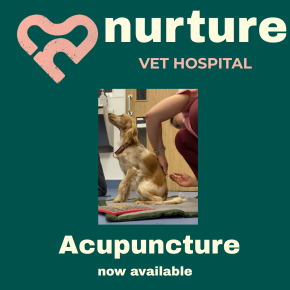 Acupuncture on Offer to Help Manage Chronic Pain at Nurture Vet Hospital, Wells