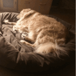 Ageing Gracefully: Adjusting Senior Pet Bedding for Winter Comfort
