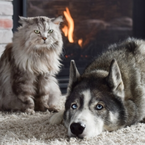 Home Alone in Winter: Practicing Pet Safety While You’re Out