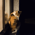 Winter Evening Safety Tips for Cats in Somerset
