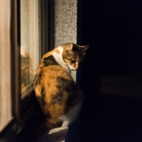 Winter Evening Safety Tips for Cats in Somerset