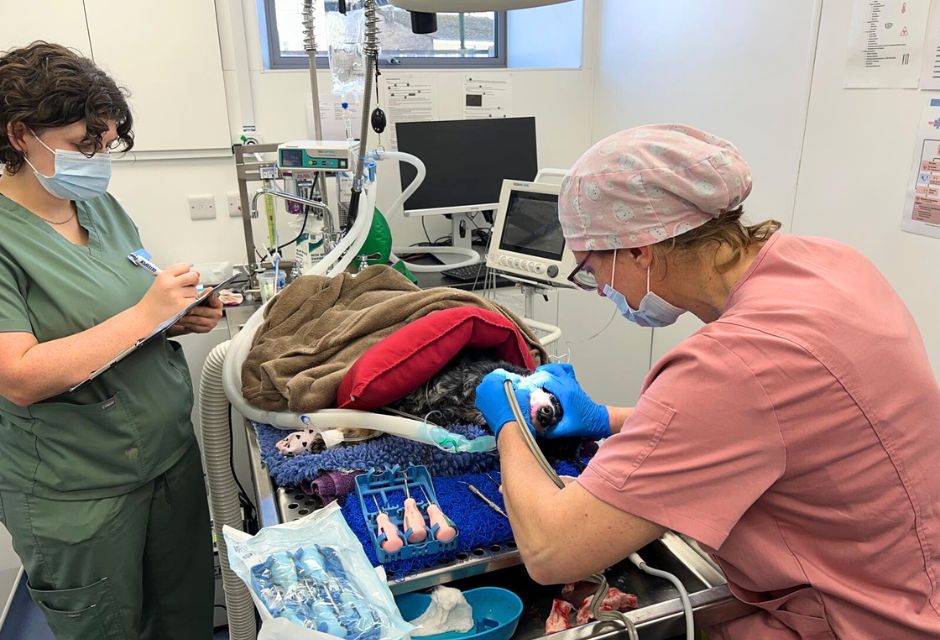 Why your pet deserves a Vet Dentist at Nurture