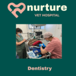 Newly refurbished Dental Suites at Nurture