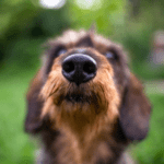Nose Work Training for Dogs: Get Nurture’s Tips