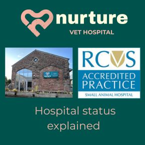 RCVS Hospital Status – What This Means for You and Your Pet