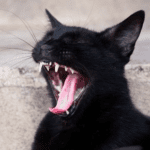Hidden Hurt: How Dental Problems Can Change Your Cat’s Behaviour