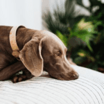 When Behaviour Changes: What It May Mean for Your Dog’s Health