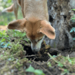 Which Worms Are Dangerous for Dogs