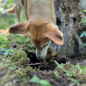 Which Worms Are Dangerous for Dogs