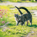 Got a Question About Dog or Cat Care This Spring?