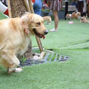 5 Ways to Level Up Spring Dog Walks in Somerset