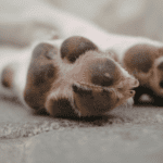 Perfect Paws: The Post Dog Walk Routine