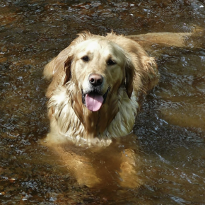 Giardia Risks for Dogs from Puddles and Communal Water Bowls