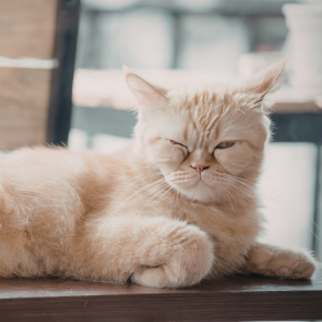 What To Do If Your Pet Has Heatstroke in Somerset