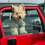 Nurture on Keeping Car Journeys Safe for Pets