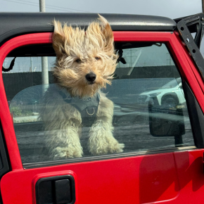 Nurture on Keeping Car Journeys Safe for Pets