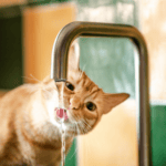 Do Cats Need More Water During Summer?