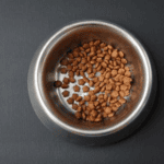 Why Do Some Pets Eat Less in Summer?
