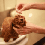 Is Your Dog’s Shampoo Causing Skin Problems?