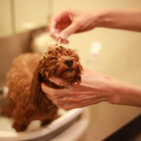 Is Your Dog’s Shampoo Causing Skin Problems?