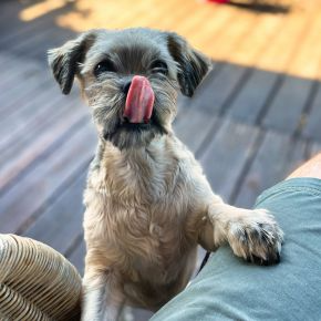 BBQ Season and Pet Safety Tips from Vets in Wells
