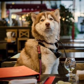 Dog-Friendly Cafés and Pubs: What to Know Before You Go
