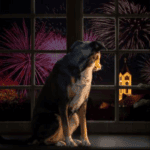 Preparing Pets for Firework Season in Advance