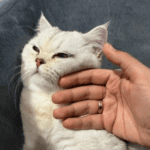 Why Now Is the Ideal Time for a Vet Check-up
