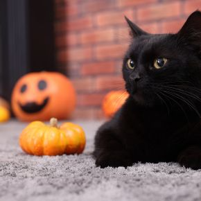 Spooky Season Safety Guide for Pets From Nurture