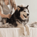 What You Should Know About Seasonal Shedding