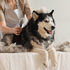 What You Should Know About Seasonal Shedding