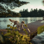 Exercising Your Pet as Daylight Shrinks in Somerset