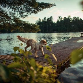 Exercising Your Pet as Daylight Shrinks in Somerset